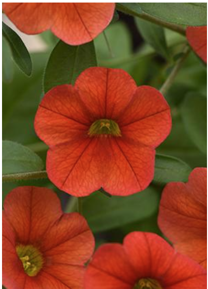 8" TP Calibrachoa