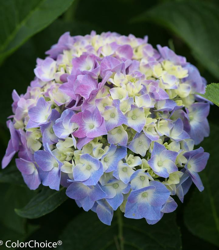 5G Hydrangea mac. Let's Dance 'Blue Jangles' L.D. Blue Jangles® Reblooming hydrangea: Patent PPAF 1012229