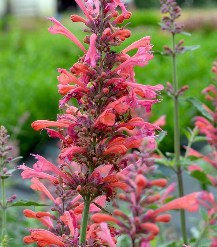 1G Agastache 'Kudos Coral' - Dwarf Hummingbird Mint - 1015278