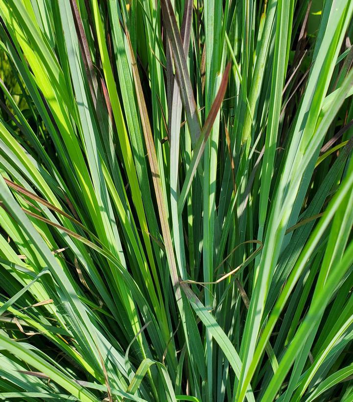 2G Schizachyrium Scoparium 'Standing Ovation' - Little Bluestem - 1005545