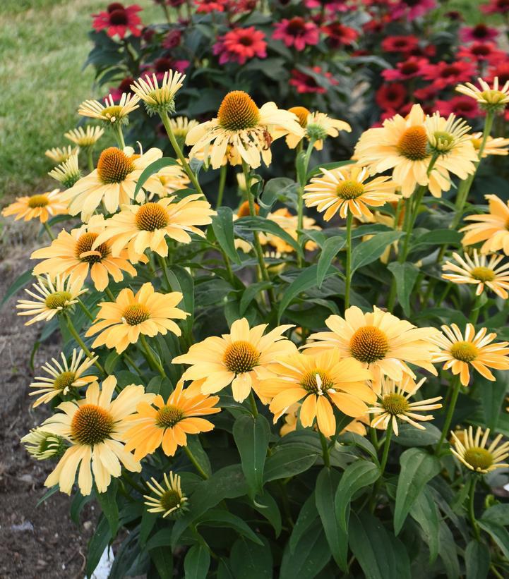1G Echinacea hybrid Color Coded® 'One in a Melon' Color Coded One in a Melon Coneflower: Patent PP35,153 1020331
