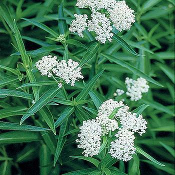 1G Asclepias Incarnata 'Ice Ballet' - Swamp Milkweed - 1023092