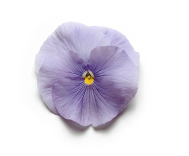 804 Pansy - Matrix Light Blue