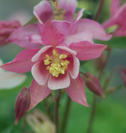 1G Aquilegia 'Biedermeir' - 1000895
