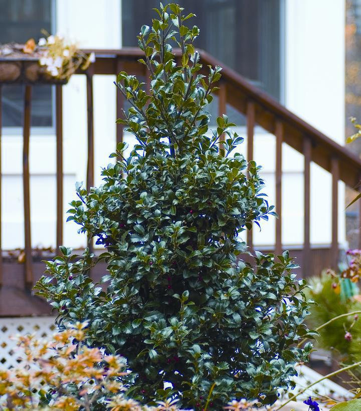 2G Ilex X Meserveae 'Castle Spire' - Holly - 1003723