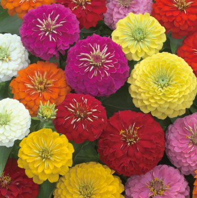 4.5" Zinnia