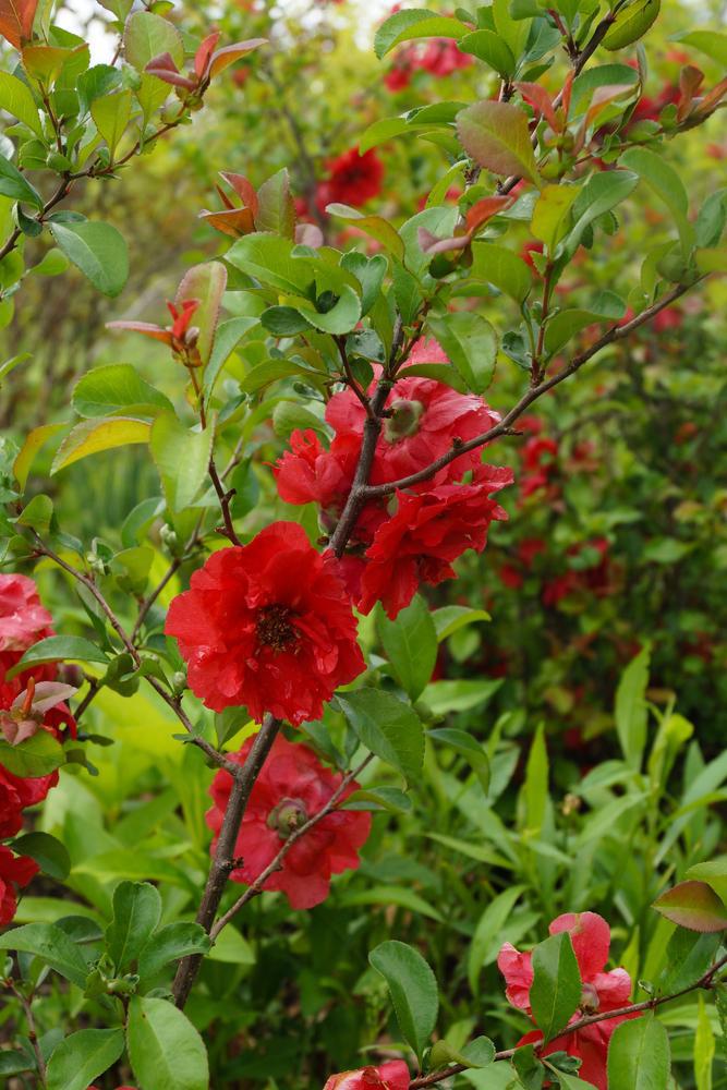2G Chaenomeles speciosa 'Double Take Scarlet' ('Scarlet Storm') Double Take® Scarlet Quince: Patent PP20,951 1004551