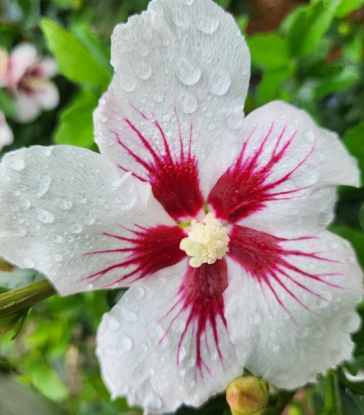 3G Hibiscus syriacus Lil' Kim® ('Antong Two') Lil' Kim® Rose of Sharon: Patent PP19547 1005408