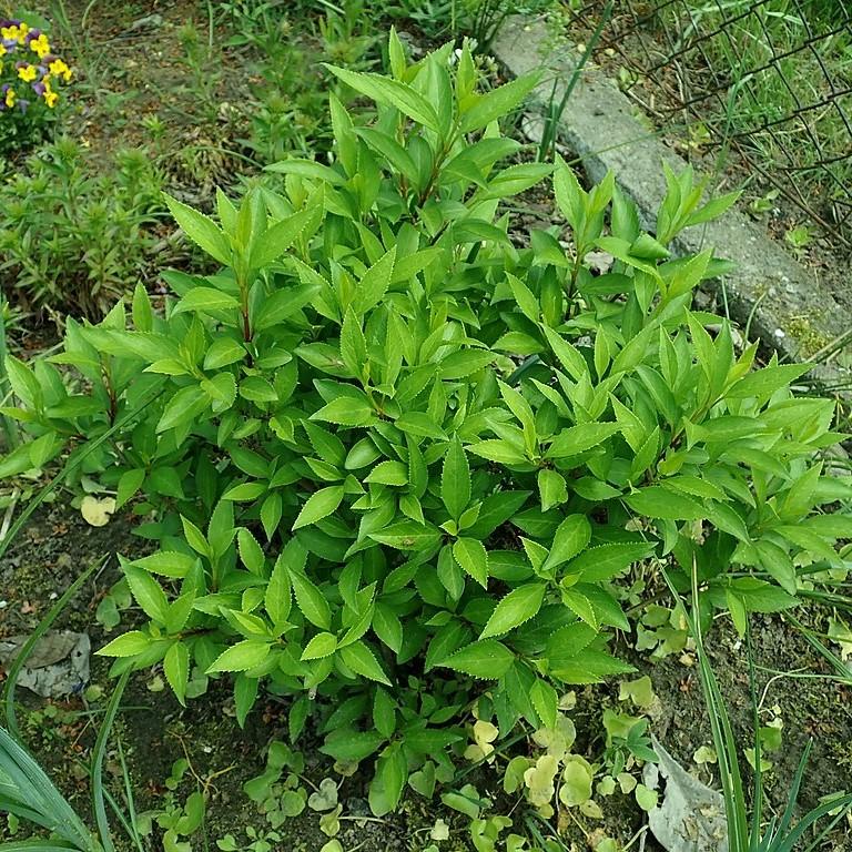 Lynwood Gold Forsythia