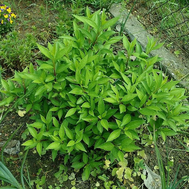 Lynwood Gold Forsythia