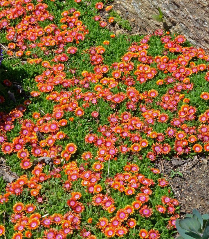 3" Delosperma x 'Fire Spinner' - Ice Plant - 1006261