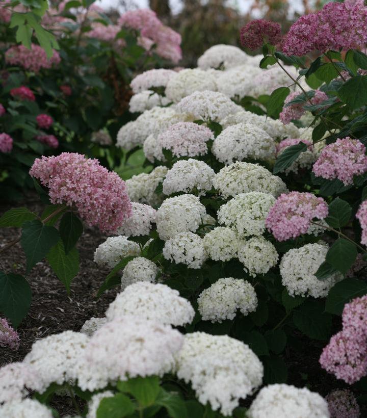 3G Hydrangea arborescens Invincibelle 'Wee White' ('NCHA5') Invincibelle Wee White® Smooth hydrangea: Patent PPAF 1009197