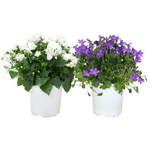 4" Campanula Assorted - F0773