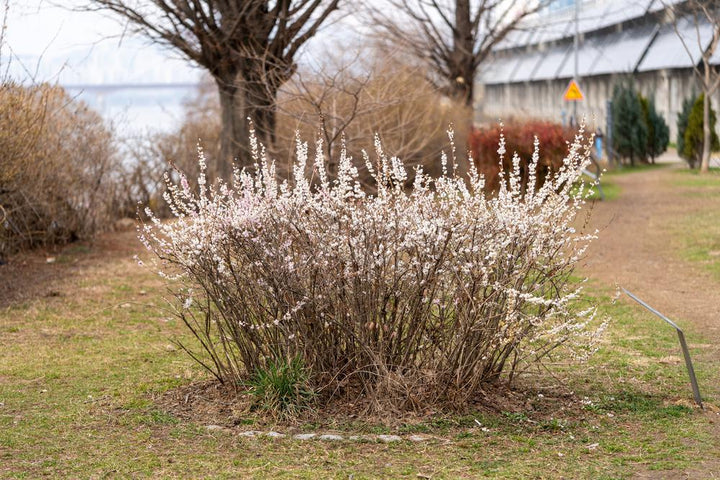 8" Abeliophyllum distichum White Forsythia 1009609