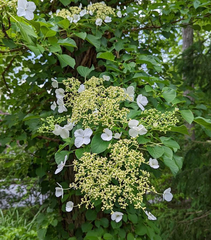 1G HYDRANGEA ANOMALA PETIOLARIS 'Climbing Hydrangea' 1001021