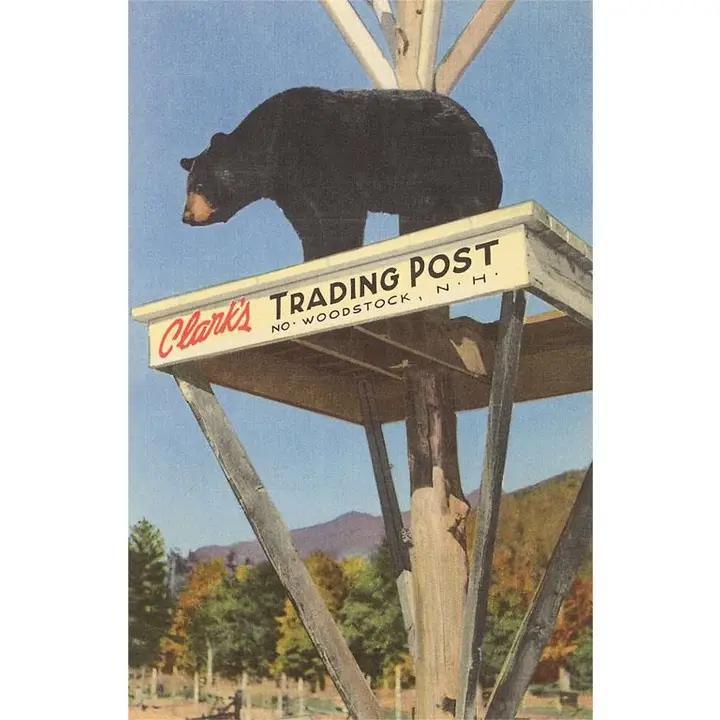 Found Image Press - Greeting Card NH-187 Bear, Clark's Trading Post, Woodstock - NH-00187-NC0601