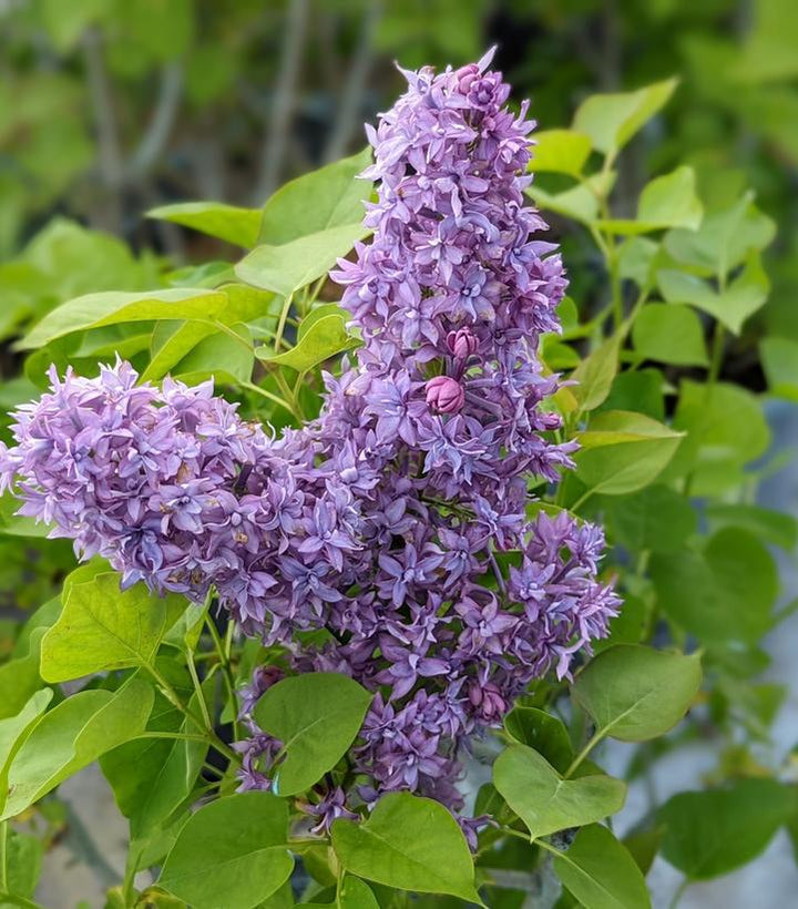 5G Syringa X Hyacinthiflora 'Royal Purple' - Lilac - 1004772