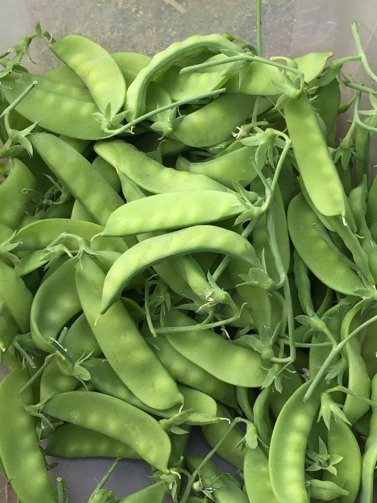 803 - Vegatable 3 Pack - Snow Peas