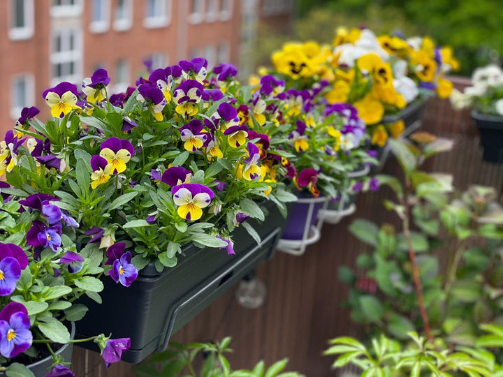 2G Perennial Viola Sun/Part Shade