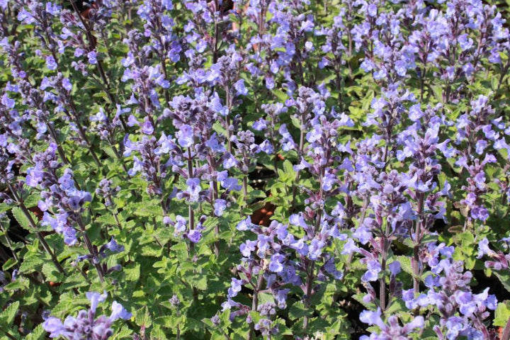 2G Nepeta faassenii 'Purrsian Blue' Purrsian Blue Catmint (Catnip): Patent PP24,788 1010553