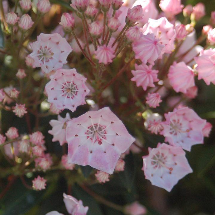 Tinkerbell Mountain Laurel