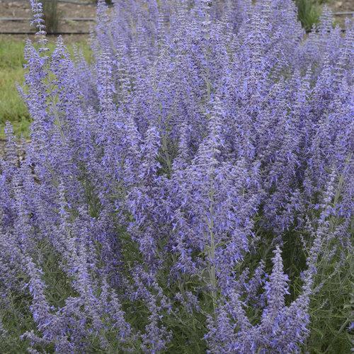 Denim 'N Lace Russian Sage