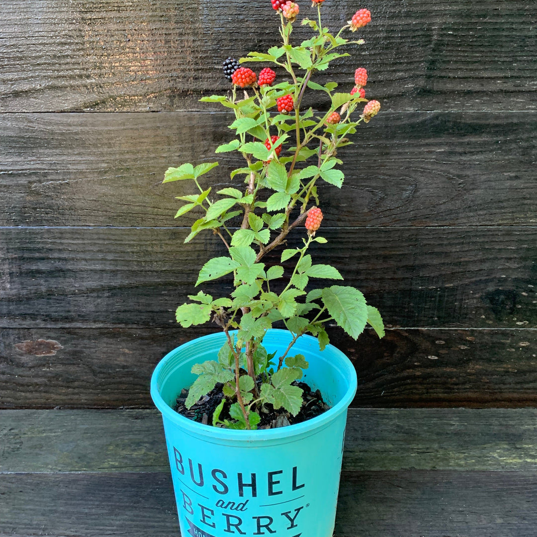 Bushel and Berry® Baby Cakes® Thornless Blackberry