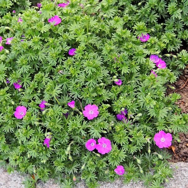 Maz Frei Bloody Cranesbill