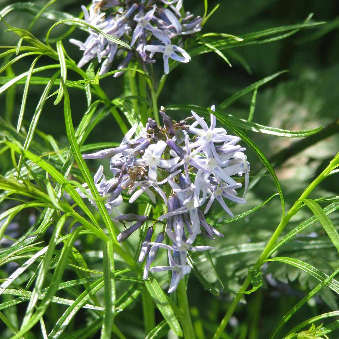 Threadleaf Blue Star, Arkansas Blue Star