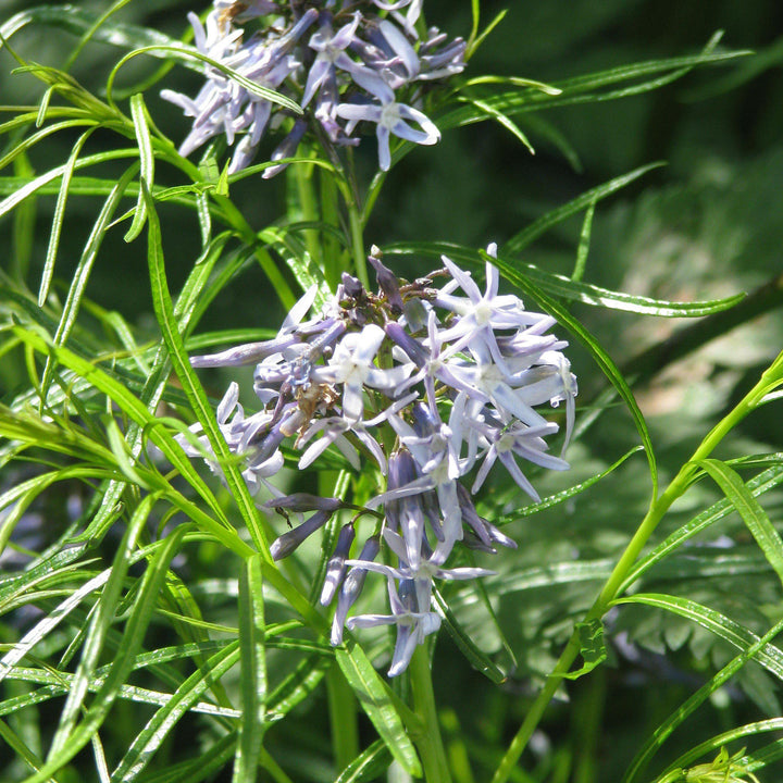 Threadleaf Blue Star, Arkansas Blue Star