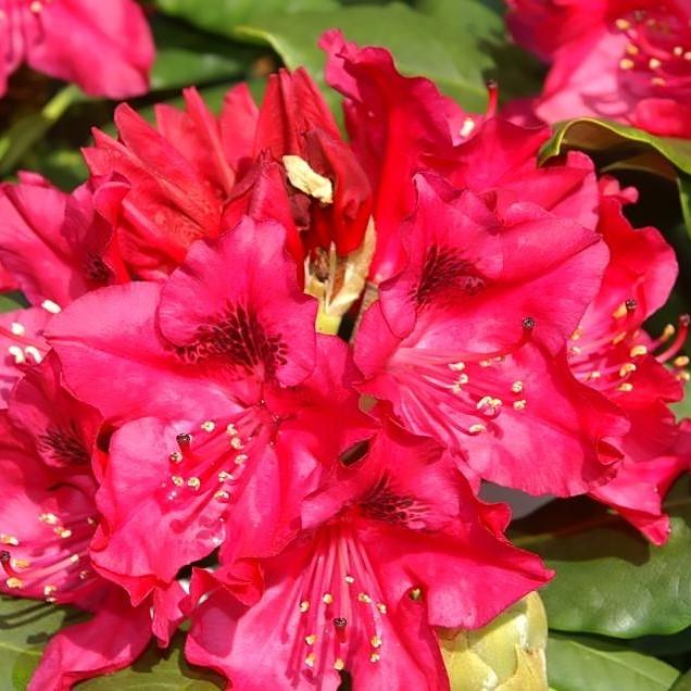 Nova Zembla Rhododendron