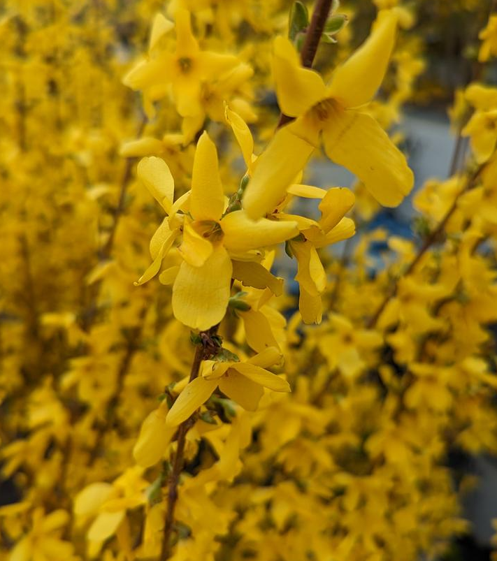 5G Forsythia X Intermedia 'Lynwood Gold' - 1002269
