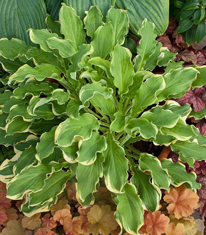 1G Hosta Shadowland 'Wheee' - 1005935