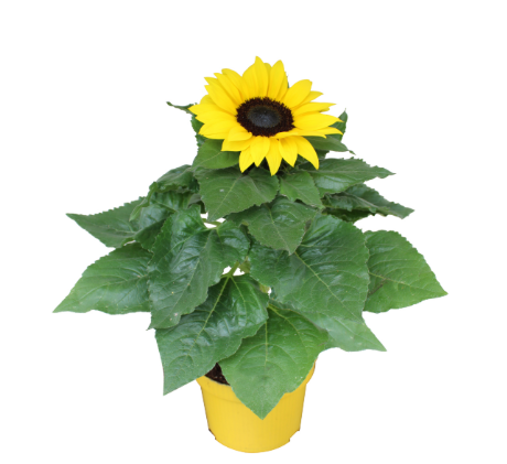 5" Sunflower w/ Decorative Pot Cover - F1904