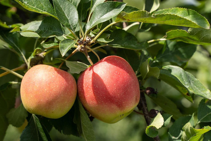 7G Malus 'Honeycrisp' - Apple Tree - 1000610