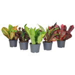 5" Croton - Assorted Styles ( Sold Individually ) - G5401