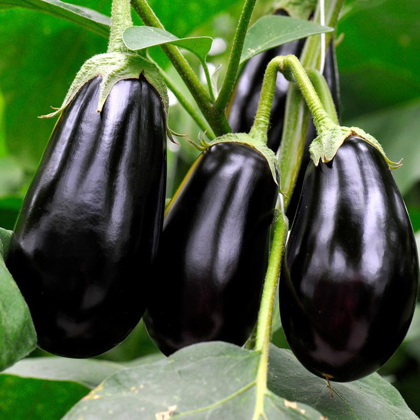 1G Eggplant 'Classic Italian' - 1010085