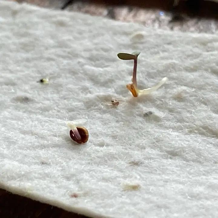 Raven's Edge Studio - Plantable Thank You Notecards | Wildflower Cards | Pink Flowers| Set of 6