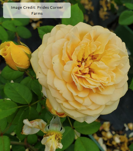 3G Rosa English Climbing Rose -  'Teasing Georgia' - 1012618