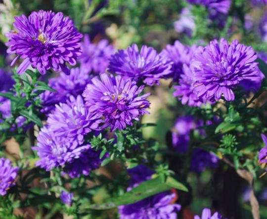 4.25" Aster Yoder Peter III Blue