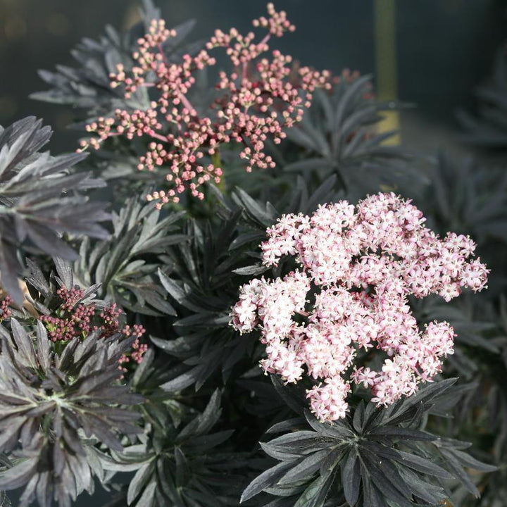3G Sambucus nigra 'Laced Up' ('SNR1292') Laced Up® Elderberry: Patent PPAF 1009202