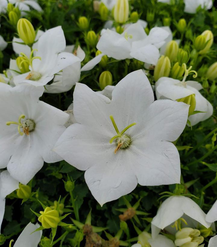 1G Campanula Carpatica 'Rapido White' - Carpathian Bellflower - 1009563