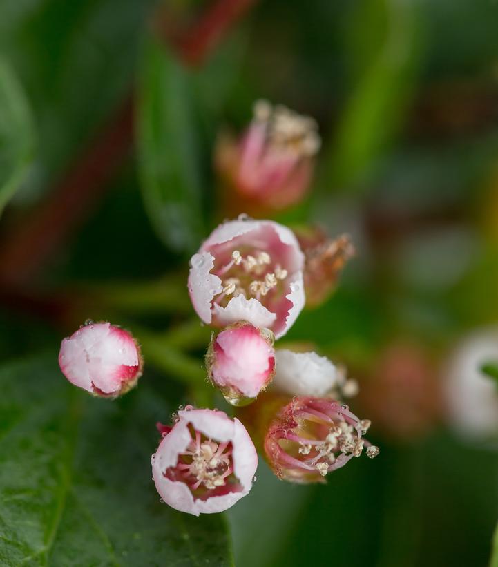 3G Cotoneaster X `Autumn Inferno` - 1014550