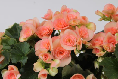 4.5" Terra Hiemalis Begonia - Nicole Stone