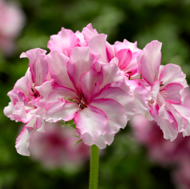 4.5" Geranium Ivy