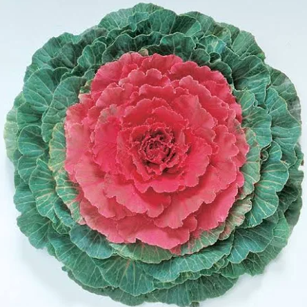4.5" Ornamental Flowering Kale Pigeon Red
