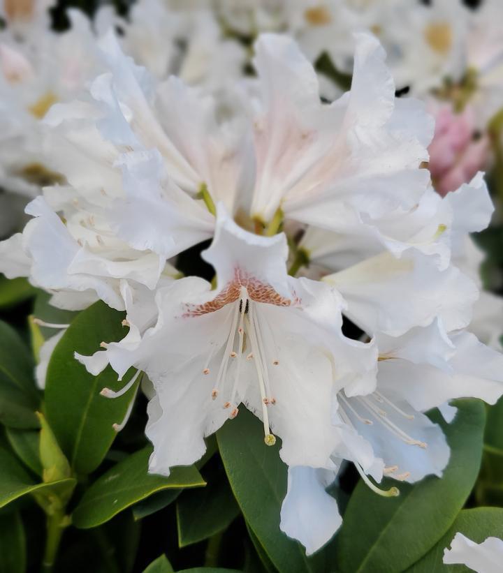2G Rhododendron Catawbiense 'Cunningham's White' - 1000095