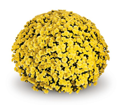 9" Mum - Jasoda Yellow