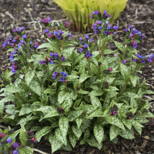 1G Pulmonaria 'Spot On' - Lungwort - 1013238