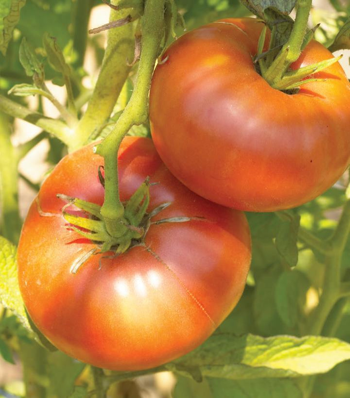1G Tomato 'Brandywine' - Slicer - 1004994